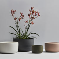 Planters – Moss Green